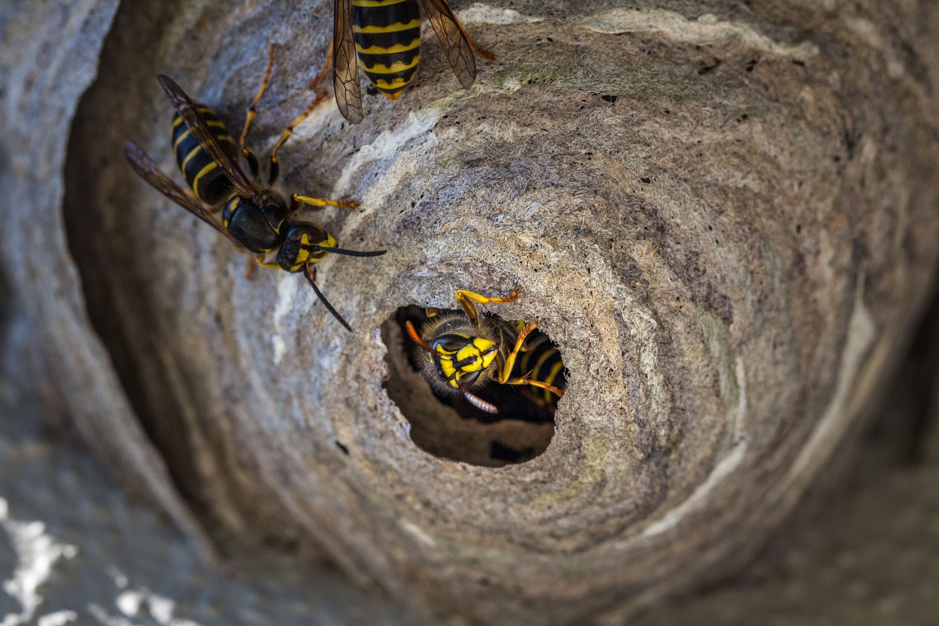Wasp and bee nest removal services