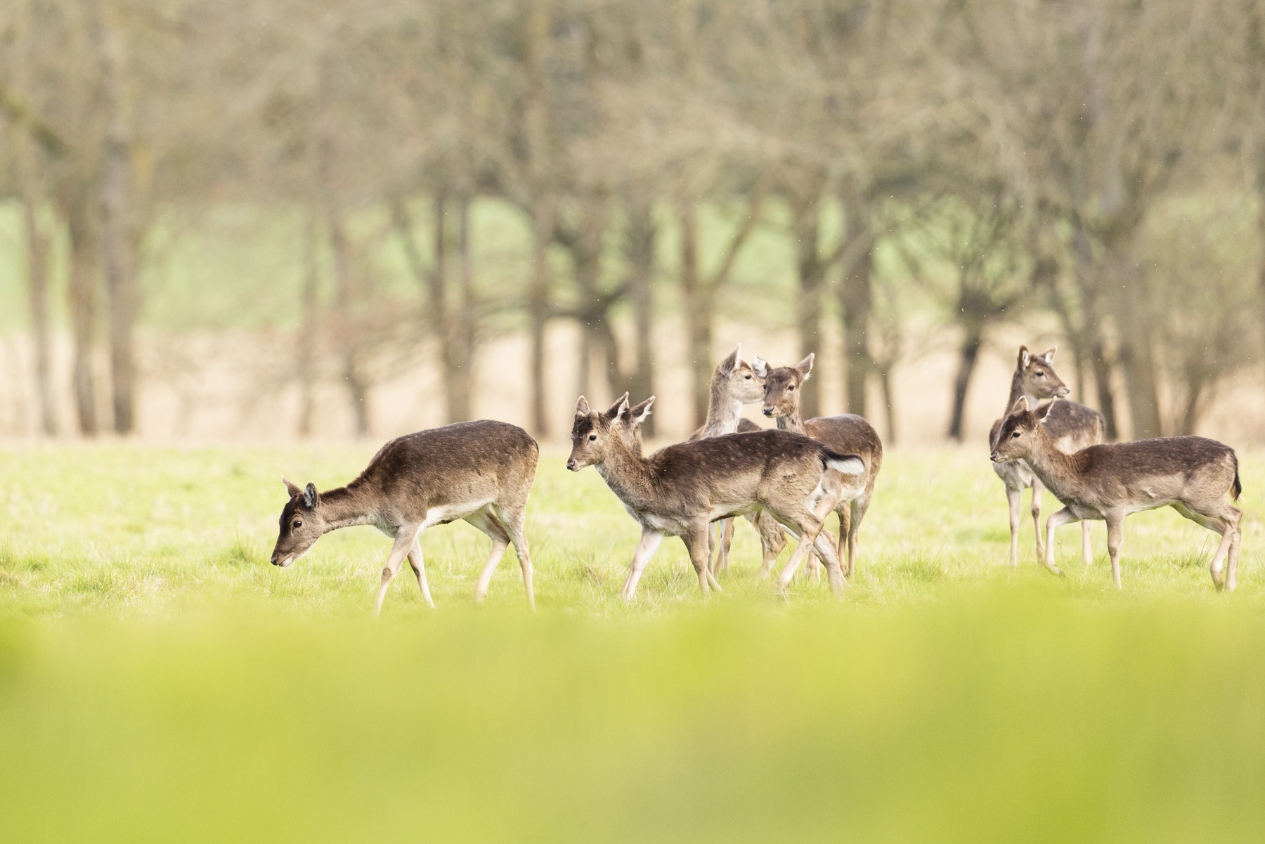 Expert and humane wildlife control services