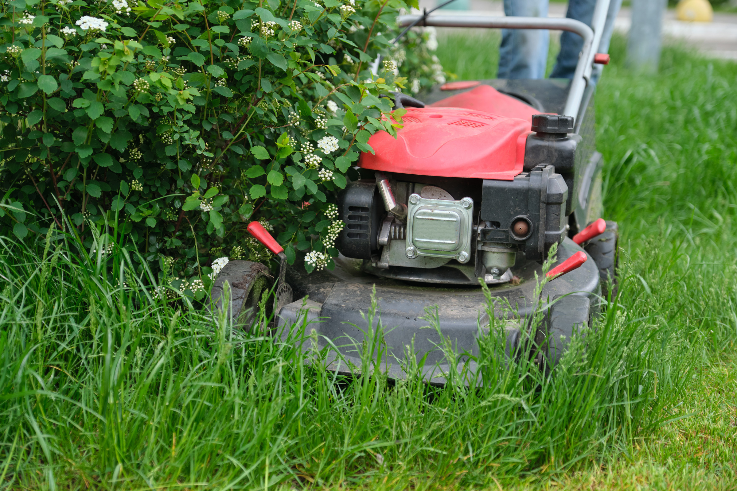 Trees and Pests can mow lawns large or small