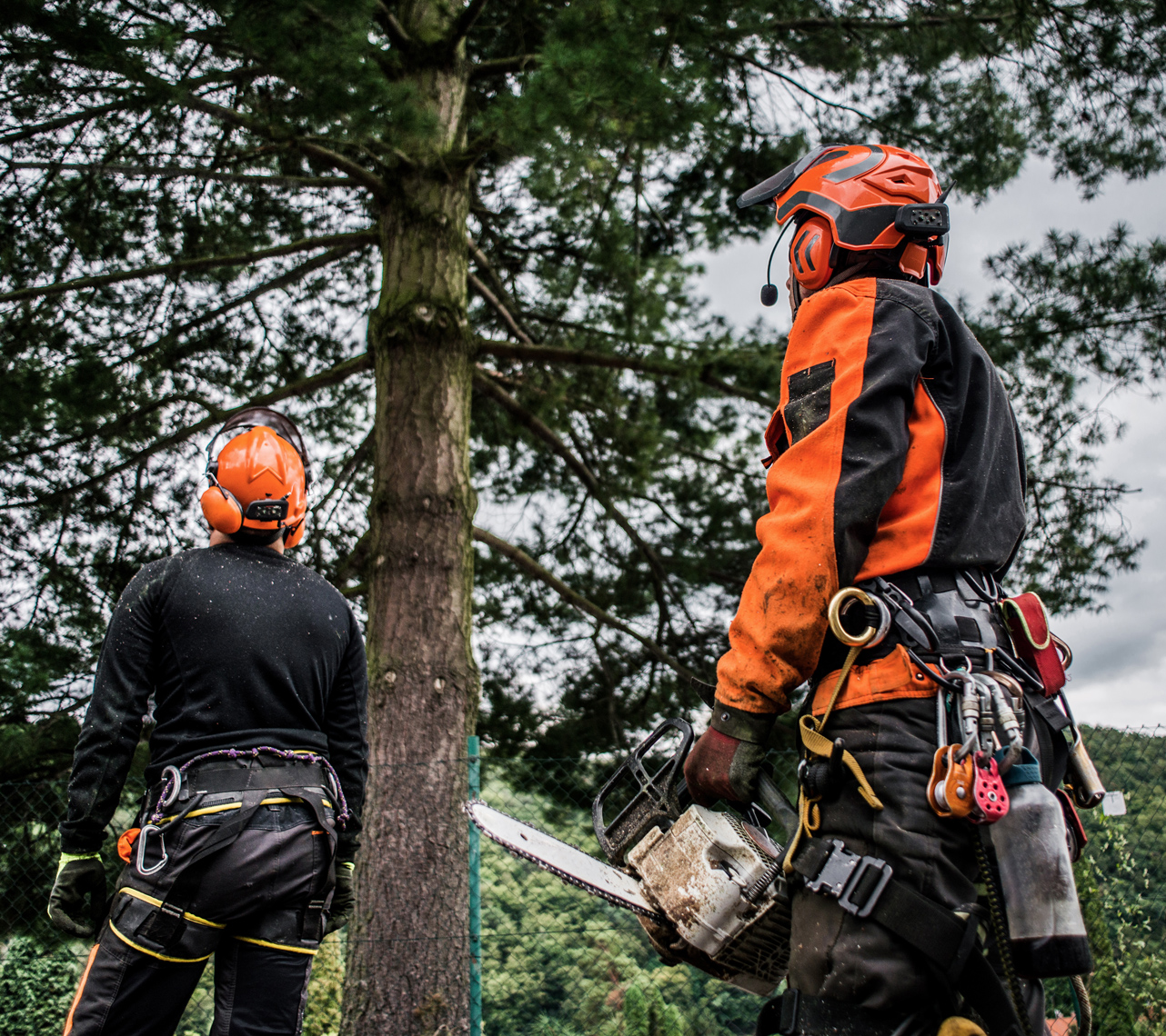 Safety and quality assured in all our tree surgery work
