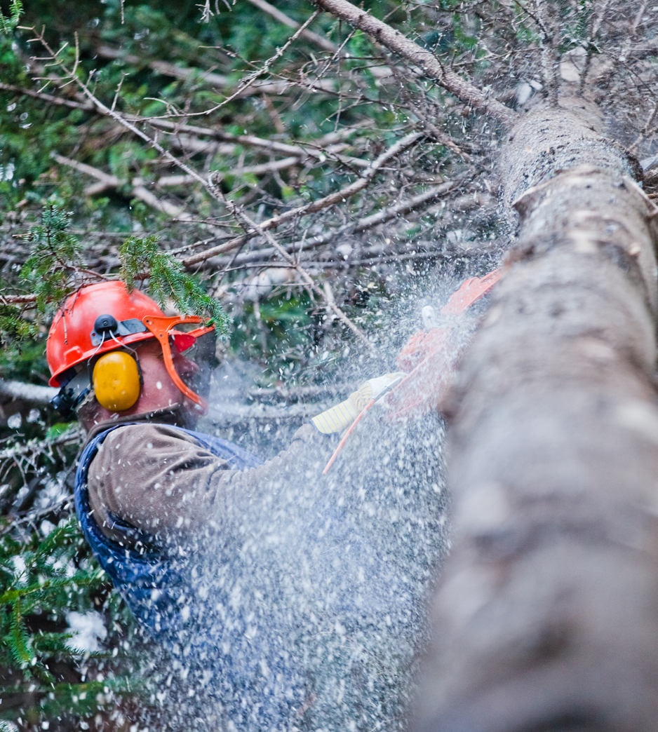 Trees and Pests are expert arborists